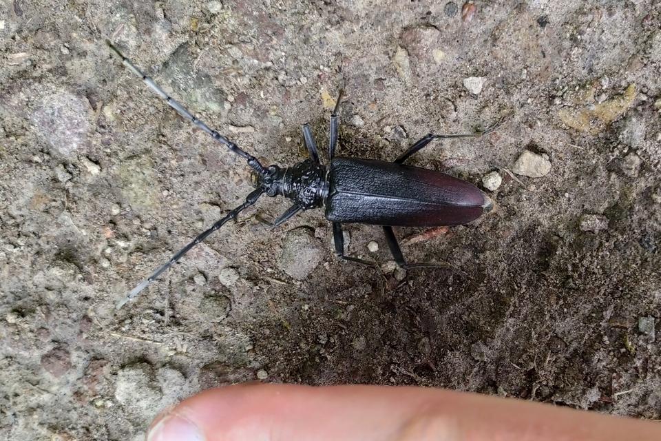 Cerambyx cerdo - nagy hőscincér