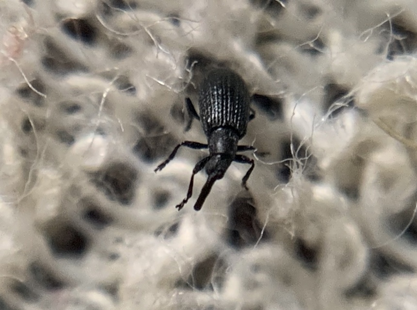 Stenopterapion meliloti - somkóró-cickányormányos