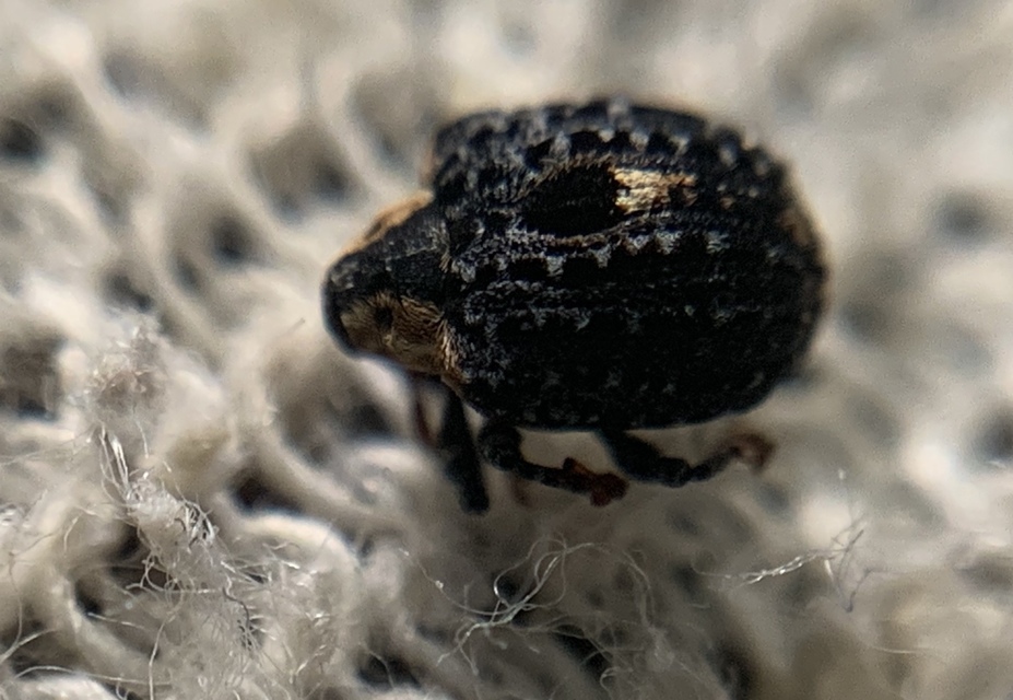 Cionus tuberculosus - sávosnyakú gömbormányos