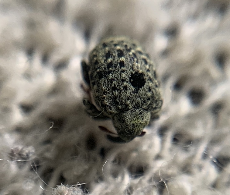 Cionus thapsus - kis ökörfarkkóró-gömbormányos