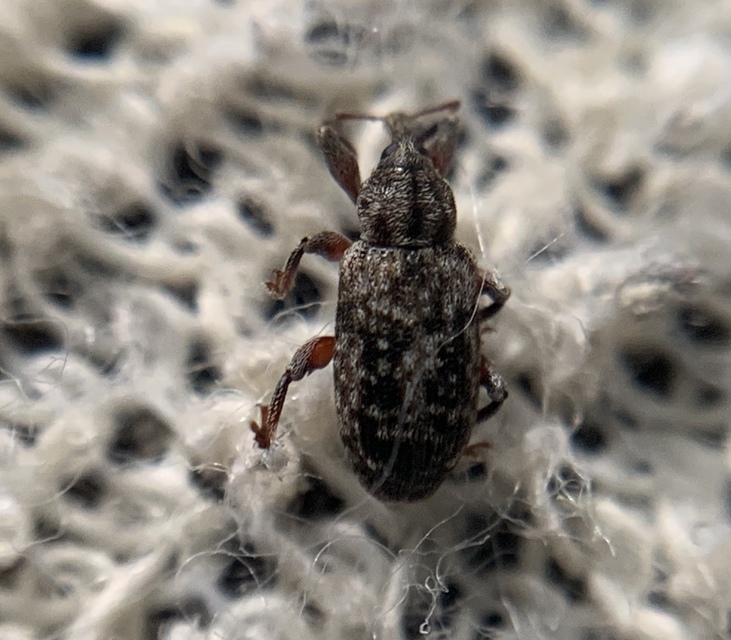 Dorytomus taeniatus - kecskefűz-hangormányos