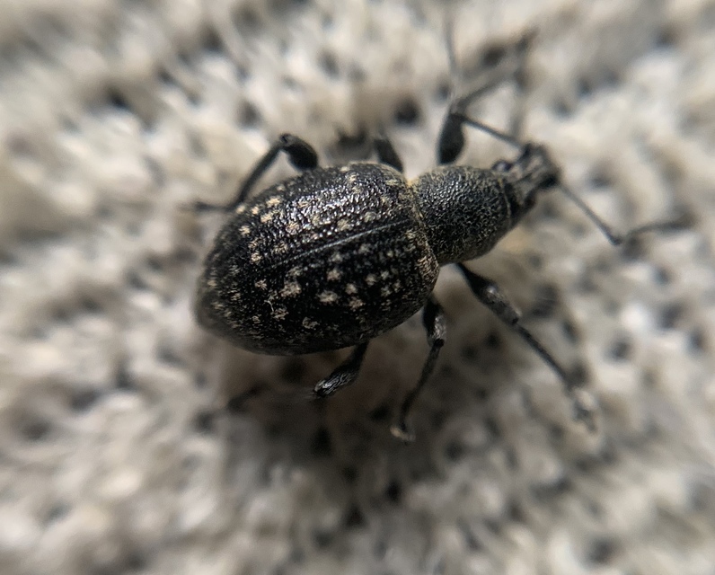 Otiorhynchus multipunctatus - sokpontos gyalogormányos