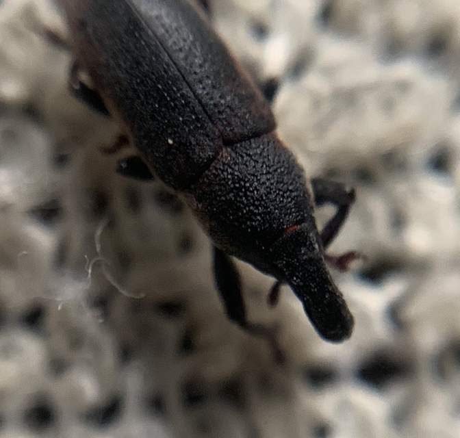 Lixus angustus - rövid dudvabarkó