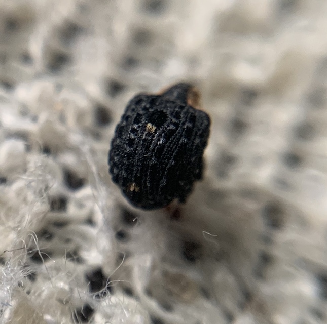 Cionus tuberculosus - sávosnyakú gömbormányos