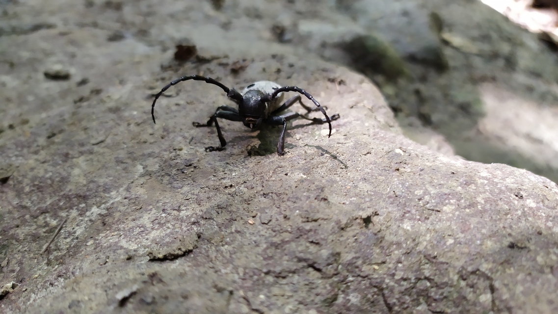 Morimus asper funereus - gyászcincér