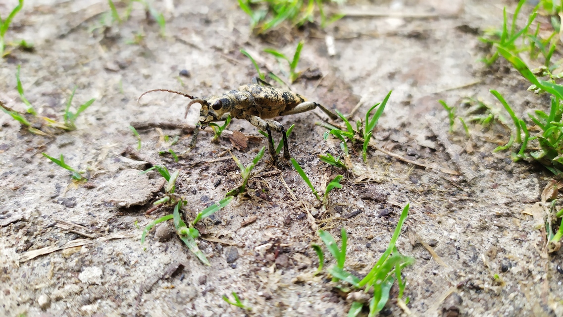 Rhagium sycophanta - tölgyes-tövisescincér