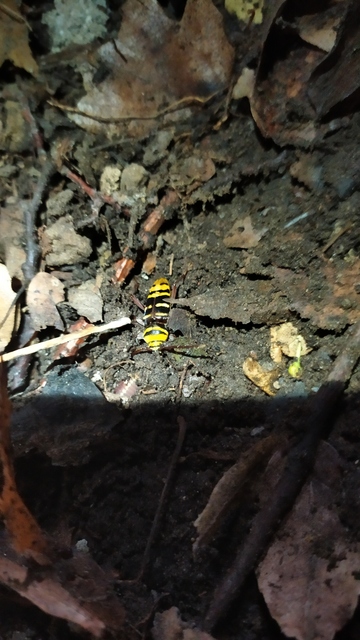 Plagionotus detritus - sárgafarú darázscincér