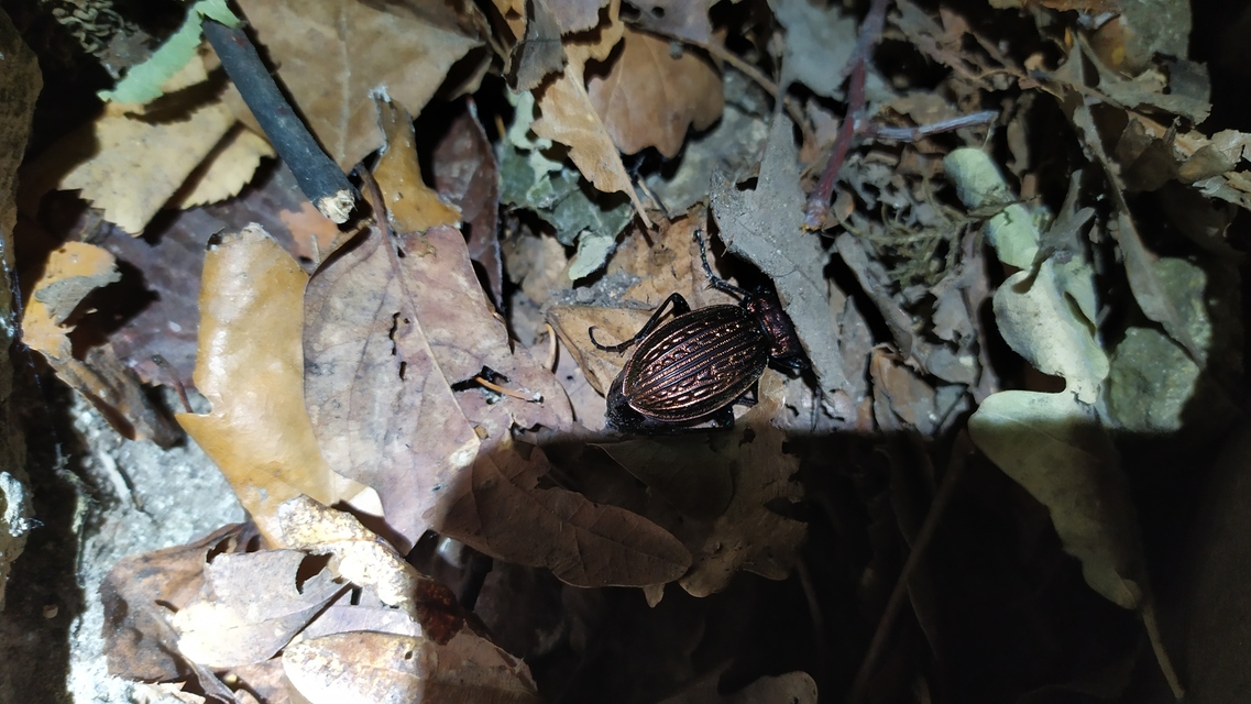 Carabus ulrichii - rezes futrinka Carabus ulrichii - rezes futrinka