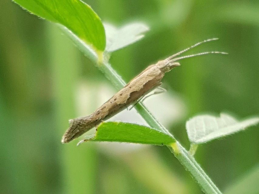 Plutella xylostella - káposztamoly