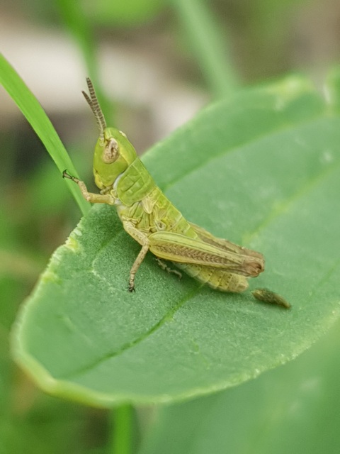 Chorthippus (Chorthippus) (subgenus)