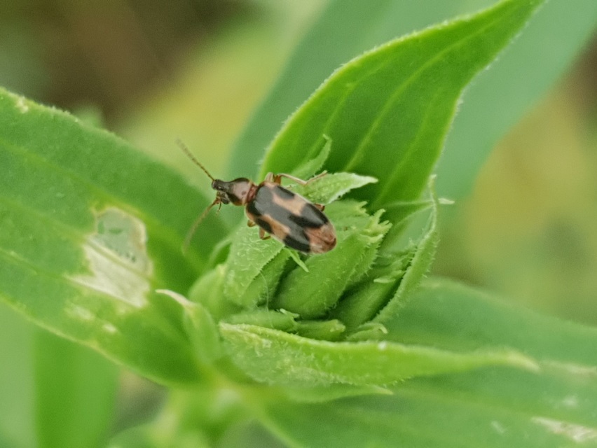 Notoxus monoceros - sárgahasú nyakszarvúbogár
