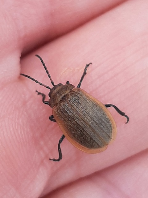 Galeruca pomonae - barna olajosbogár