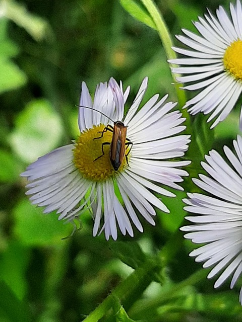 Oedemera femorata - sárgahátú álcincér