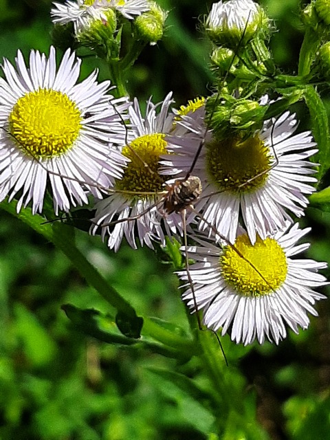 Phalangium opilio