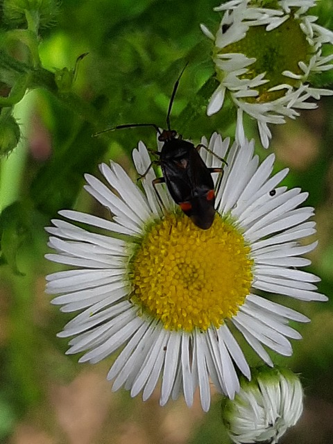 Deraeocoris ruber - vöröses mezeipoloska