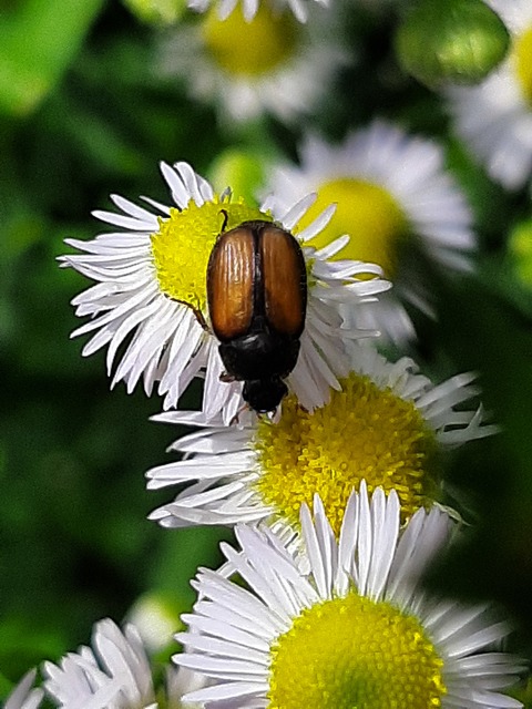 Omaloplia nigromarginata - szegélyes kiscserebogár
