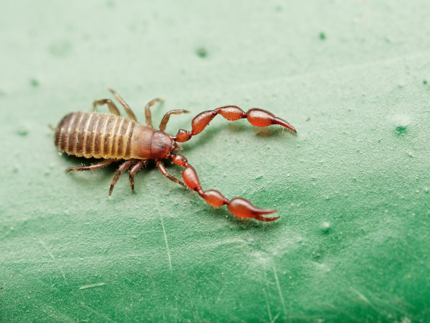 Pseudoscorpionida - Álskorpiók