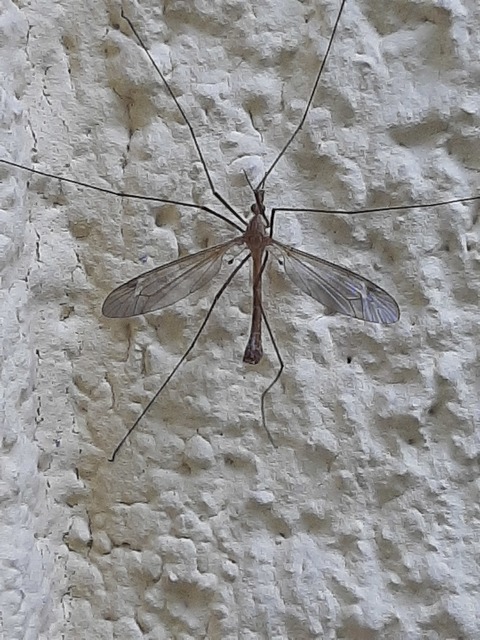 Tipula