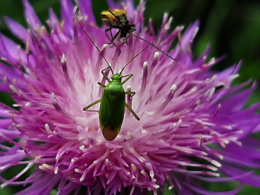 Calocoris affinis