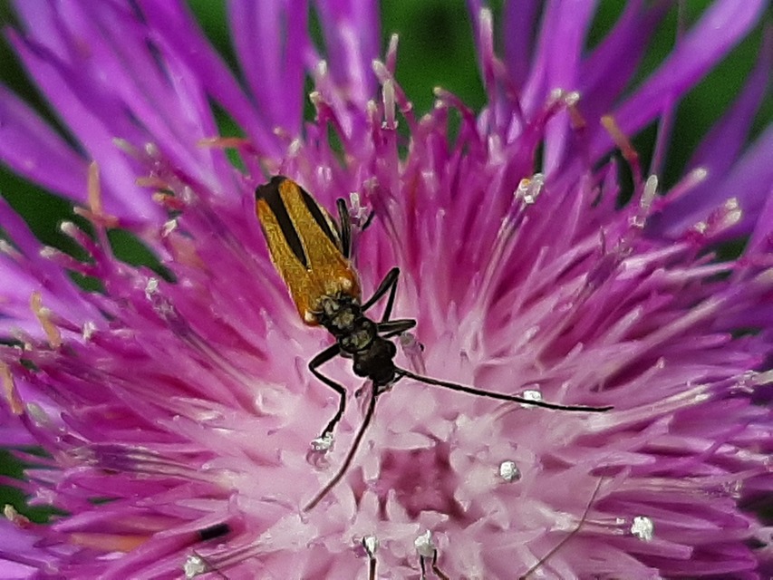 Oedemera femorata - sárgahátú álcincér