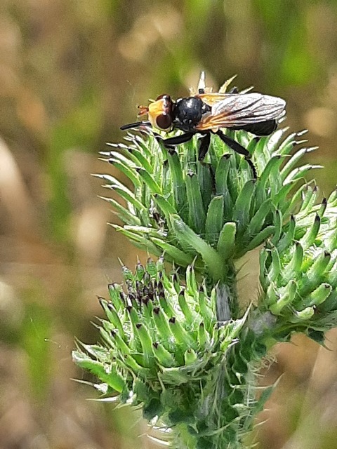 Melanosoma