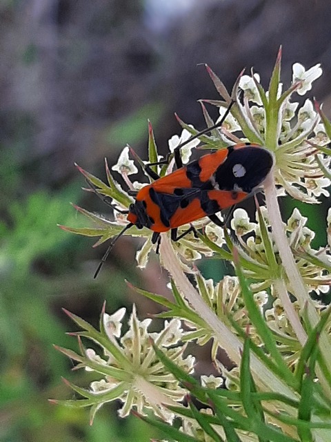 Lygaeus equestris/simulans