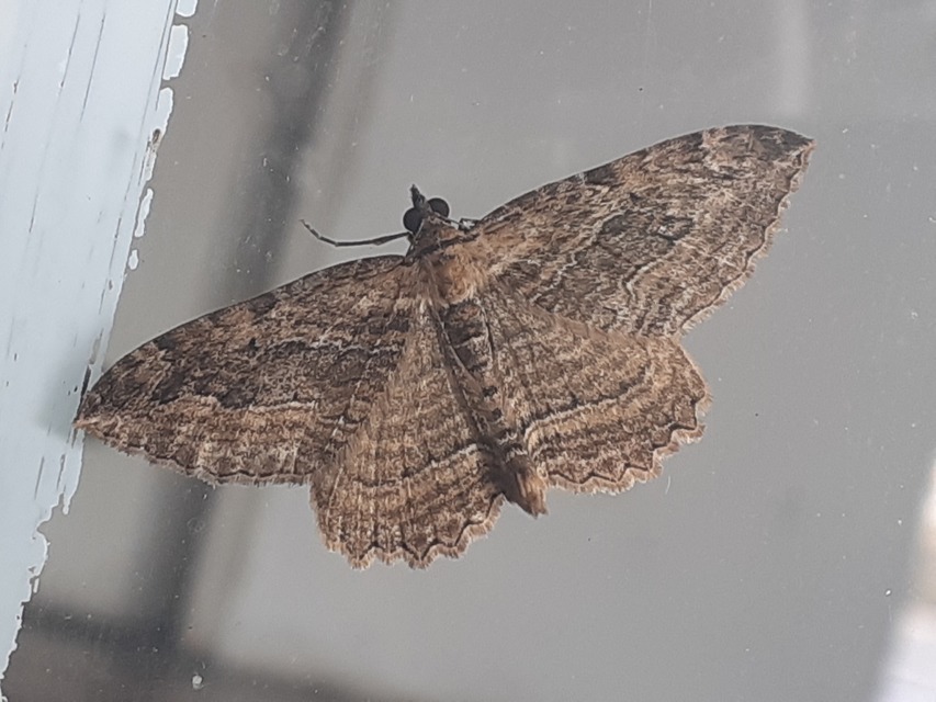 Philereme transversata - varjútövis-araszoló