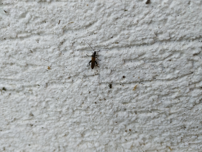 Oedemera femorata - sárgahátú álcincér