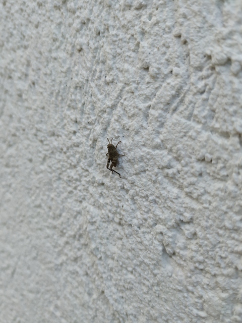 Oedipoda caerulescens - kékszárnyú sáska