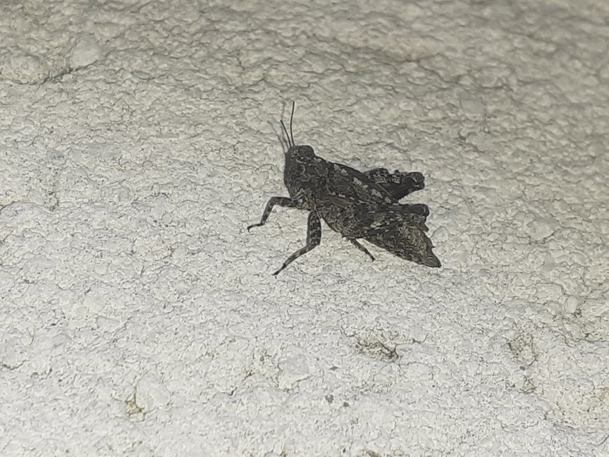 Tetrix tenuicornis - vékonycsápú tövishátúsáska