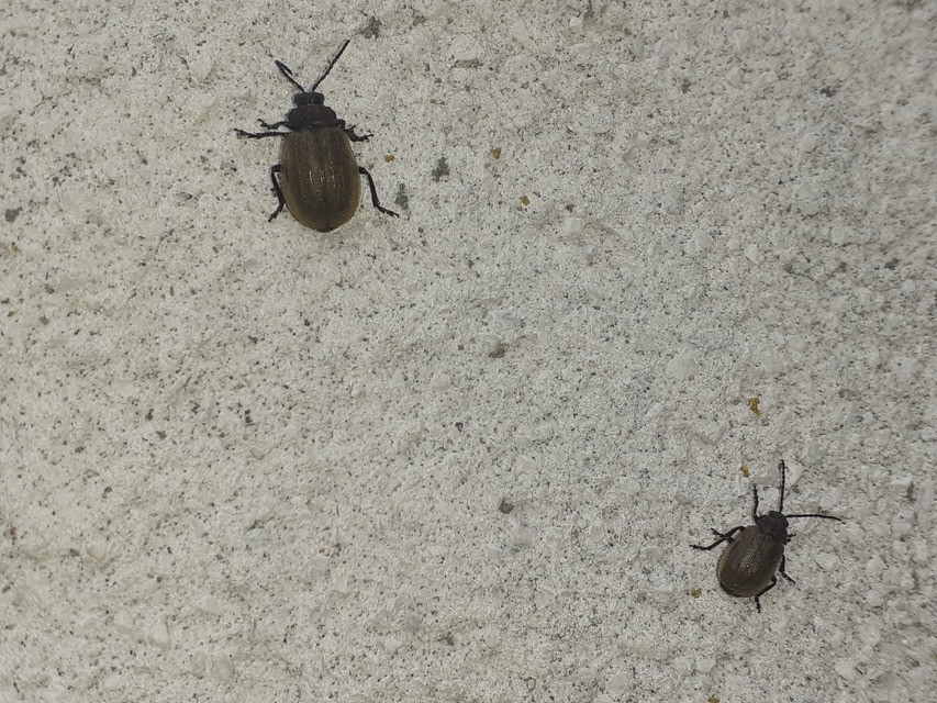 Galeruca pomonae - barna olajosbogár