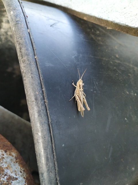 Chorthippus (Glyptobothrus) (subgenus)