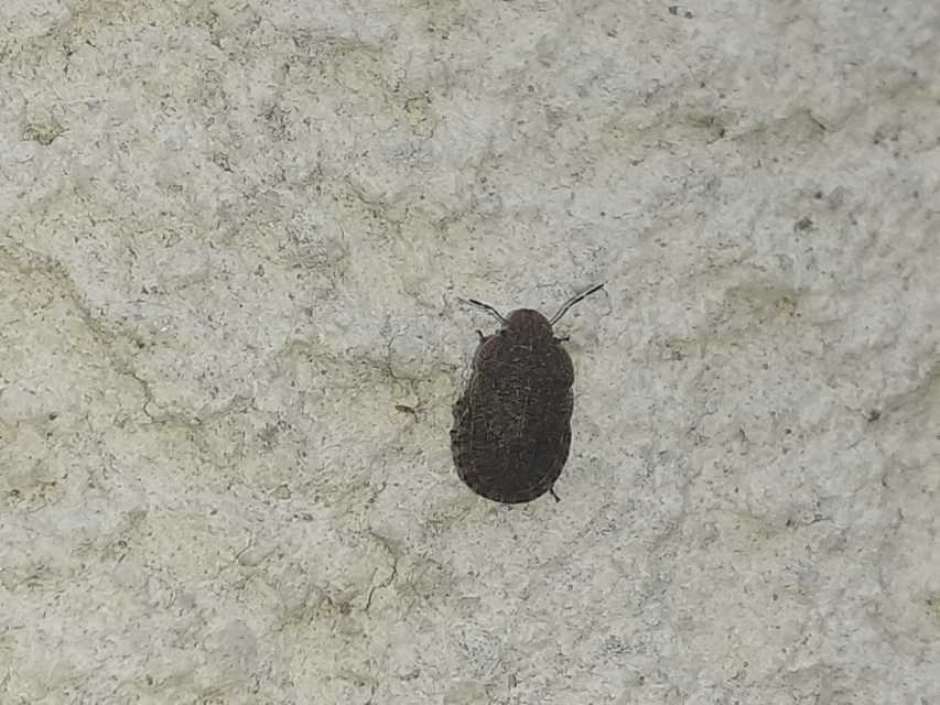 Sciocoris Sciocoris