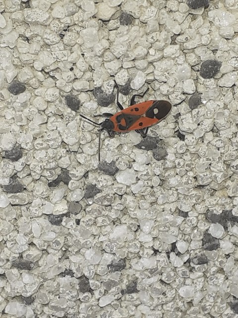 Melanocoryphus albomaculatus - nagy fehérfoltos-bodobács