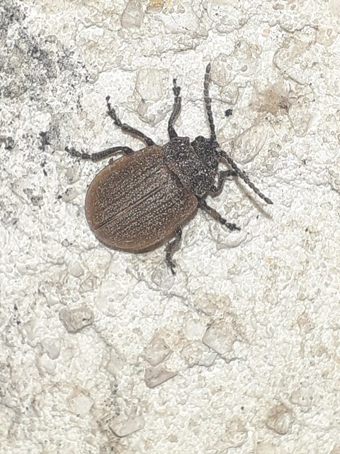 Galeruca pomonae - barna olajosbogár