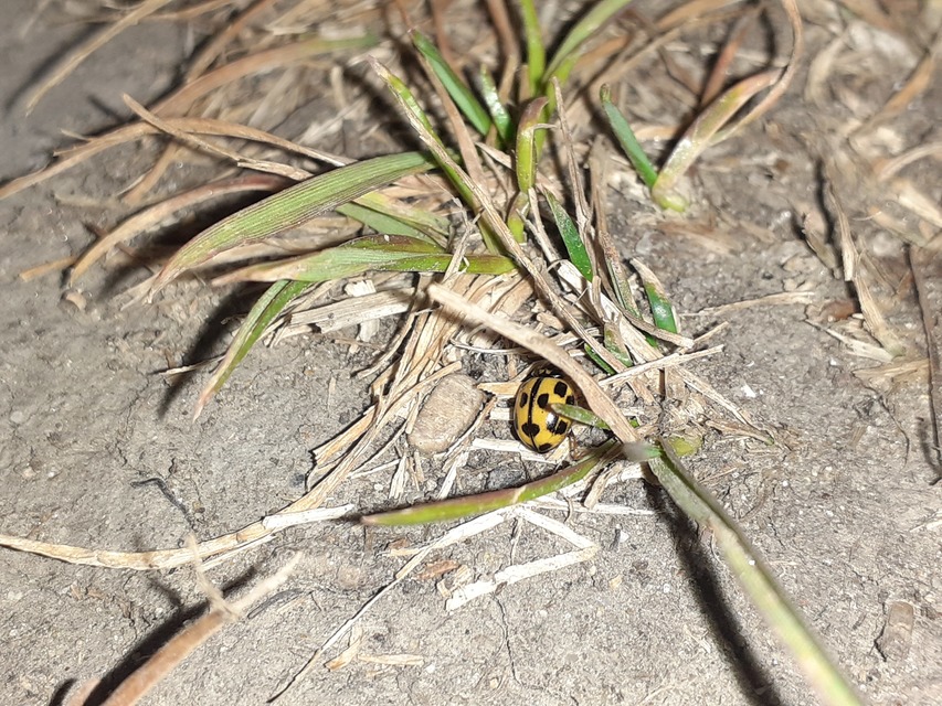 Propylea quatuordecimpunctata - tizennégypettyes füsskata