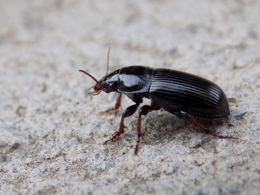 Zabrus tenebrioides - gabonafutó
