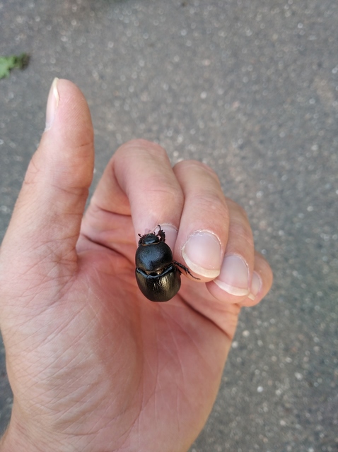 Pentodon idiota - butabogár