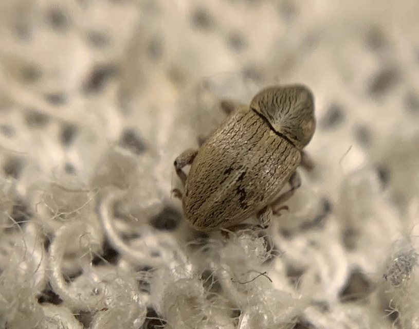 Tychius squamulatus - somkóró-tímárormányos