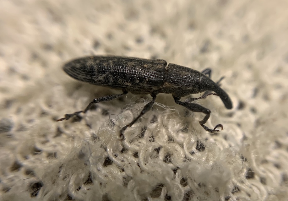 Lixus fasciculatus - nyurgalábú dudvabarkó