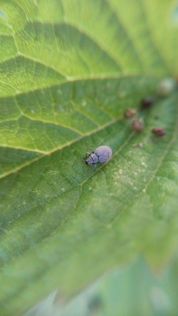 Foucartia squamulata - közönséges törpebarkó