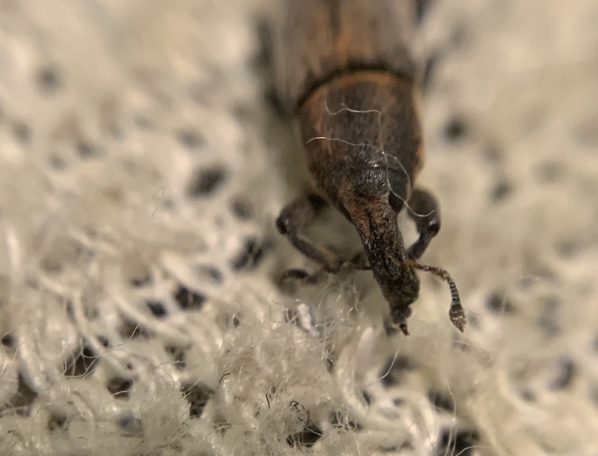 Lixus brevipes - vaskosorrú dudvabarkó