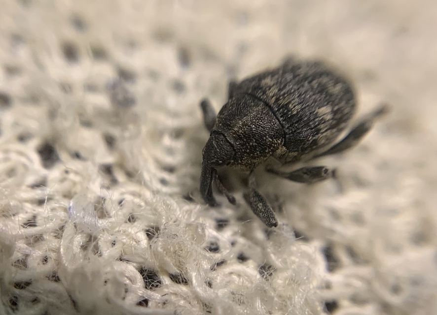 Mogulones abbreviatulus - nagy nadálytő-tarkaormányos