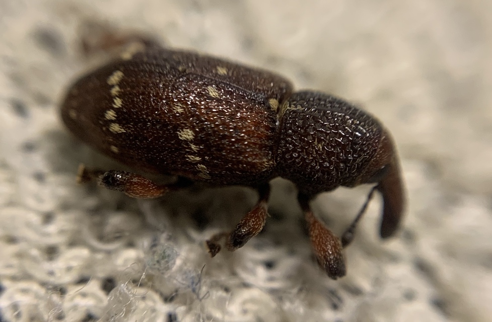 Hylobius transversovittatus - füzény-fenyvesormányos