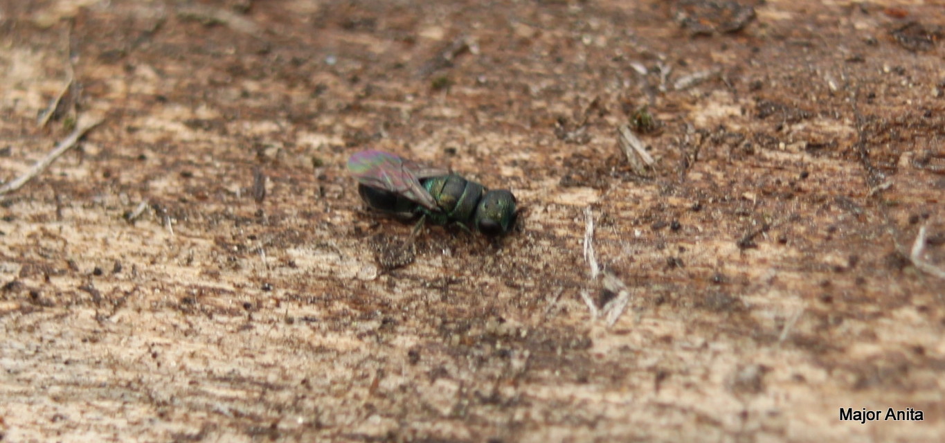 Chrysididae - fémdarazsak
