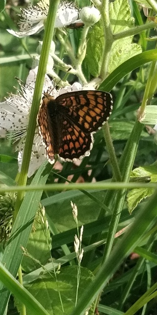 Melitaea athalia - közönséges tarkalepke