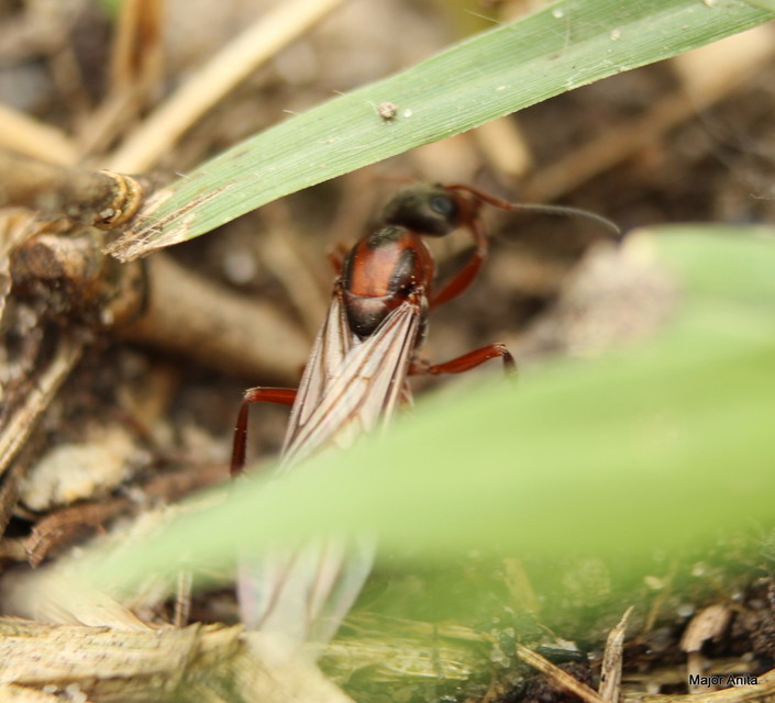 Formica rufibarbis - vörös rabszolgahangya