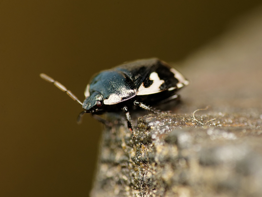 Tritomegas bicolor - foltos földipoloska