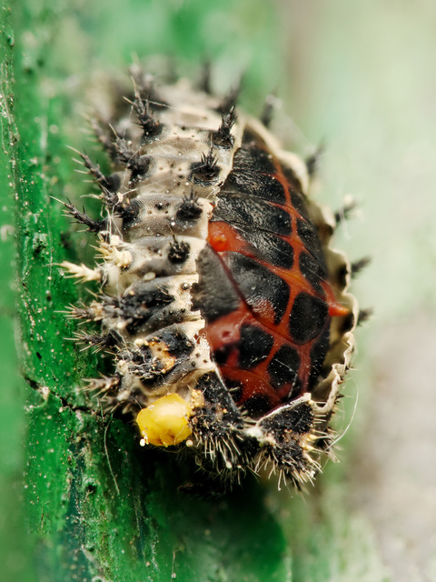 Exochomus quadripustulatus - négyfoltos szerecsenkata