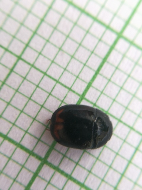 Sphaeridium lunatum - holdfoltos ganajcsibor